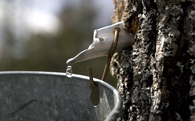 Maple Syrup Spout